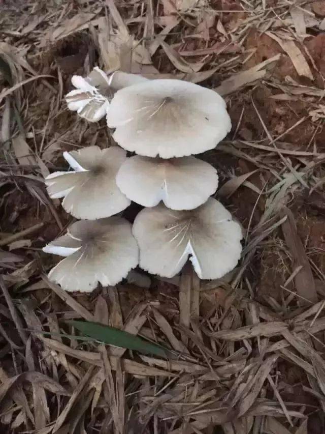 梦见采摘野生菌什么意思，梦见采摘野生菌什么意思周公解梦