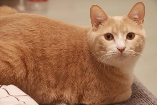 宠物猫名字大全，宠物猫名字大全品种有哪些